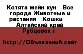 Котята мейн кун - Все города Животные и растения » Кошки   . Алтайский край,Рубцовск г.